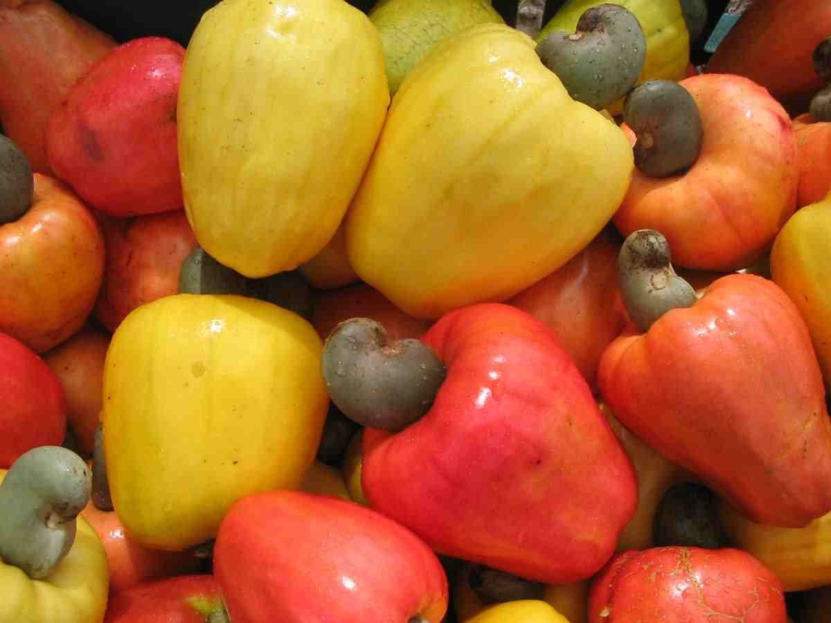 Unknown cashew fruits